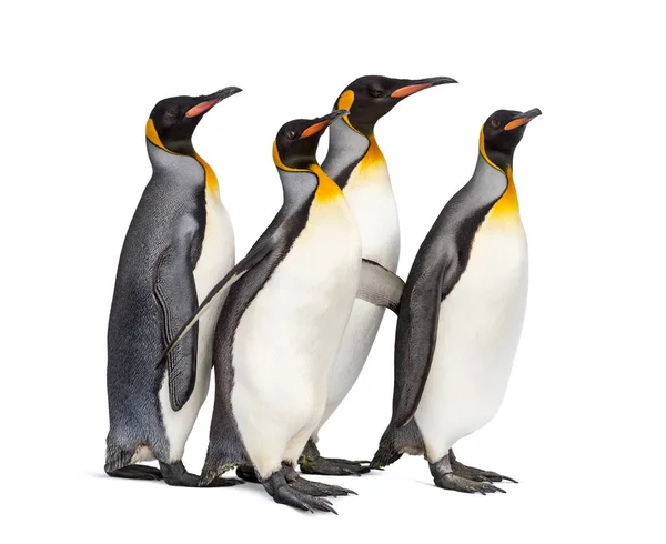 Kolonia Pingwinów Królewskich Razem Odizolowana Białym — Zdjęcie stockowe