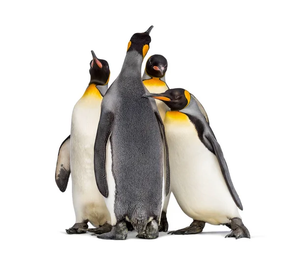 Egy Csapat Király Pingvin Áll Együtt Elszigetelve Fehér — Stock Fotó