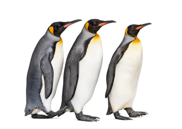 Grupo Pinguim Rei Juntos Isolados Branco — Fotografia de Stock