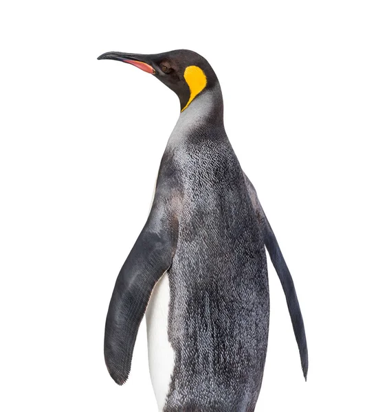 Vue Arrière Pingouin Roi Regardant Isolé — Photo