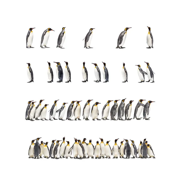 Colônia Muitos Pinguins Rei Juntos Isolados Branco — Fotografia de Stock