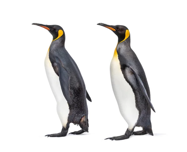 Vista Lateral Dois Pinguins King Caminhando Juntos Isolados — Fotografia de Stock