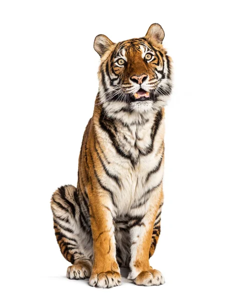 Siedzący Dyszący Tygrys Odizolowany Biało — Zdjęcie stockowe