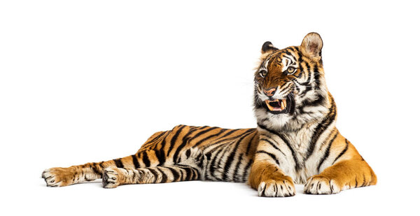 Tiger lying down showing its teeth, isolated on white