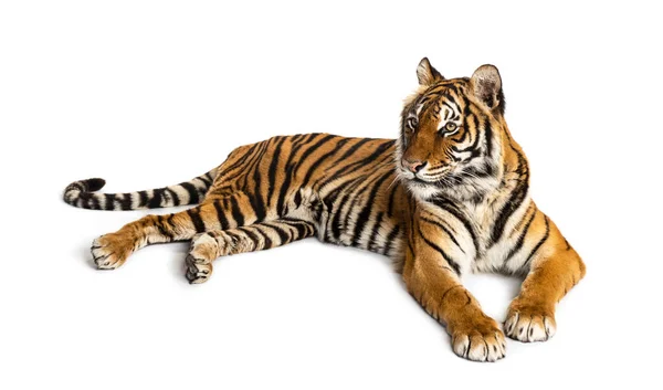 Tiger Lying Isolated White — Stock Photo, Image