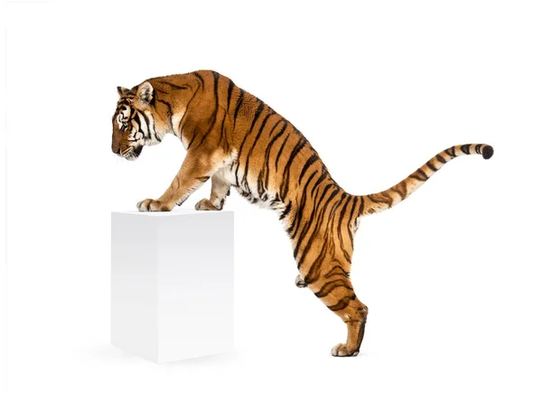 Tiger Getting White Box Isolated White — Stock Photo, Image