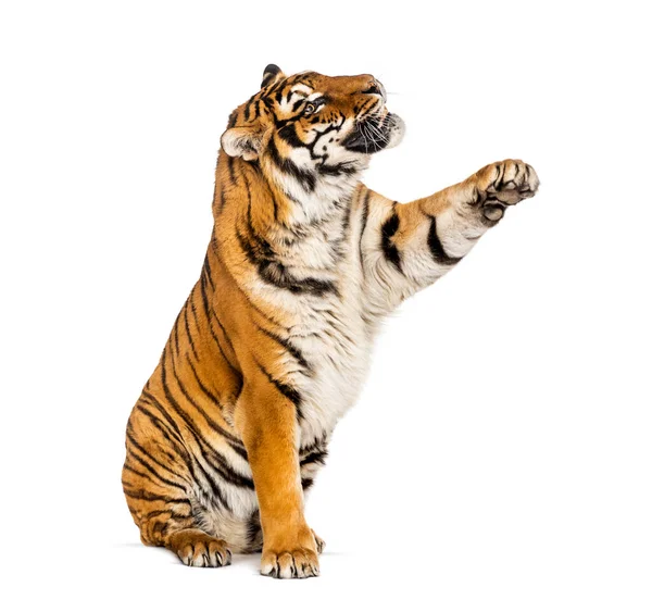 Tiger Greift Nach Dem Pfötchen Isoliert Auf Weiß — Stockfoto