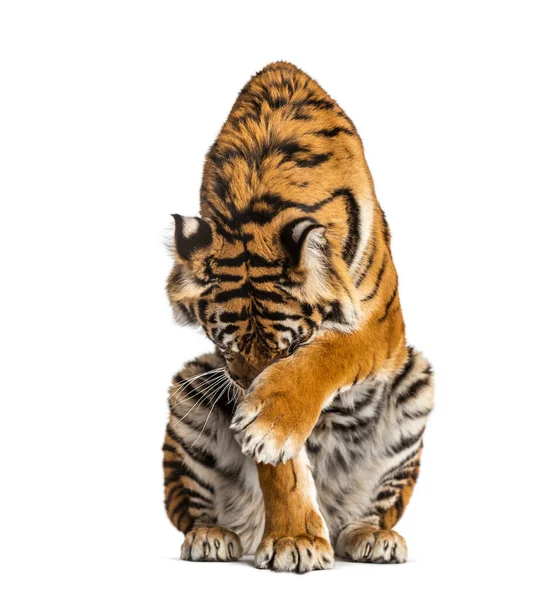 タイガー座って 頭を隠す 白に隔離された — ストック写真