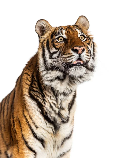 Närbild Tigers Huvud Isolerad Vitt — Stockfoto