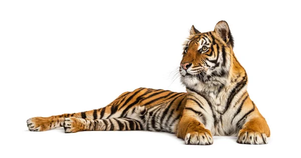 Tiger Liggande Isolerad Vitt — Stockfoto