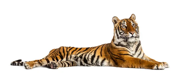 Tiger Lying Isolated White — Stock Photo, Image