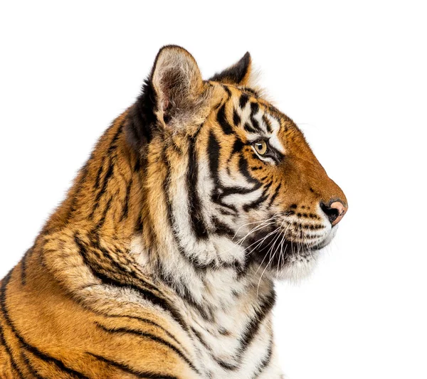 Sidovy Ett Huvud Tiger Isolerad — Stockfoto