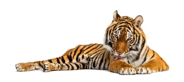 Tiger Som Ligger Ner Och Rengör Sig Isolerad Vitt — Stockfoto
