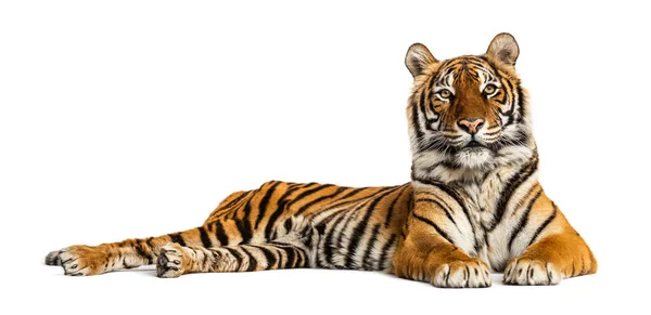 Tiger Lying Isolated White — Stock Photo, Image