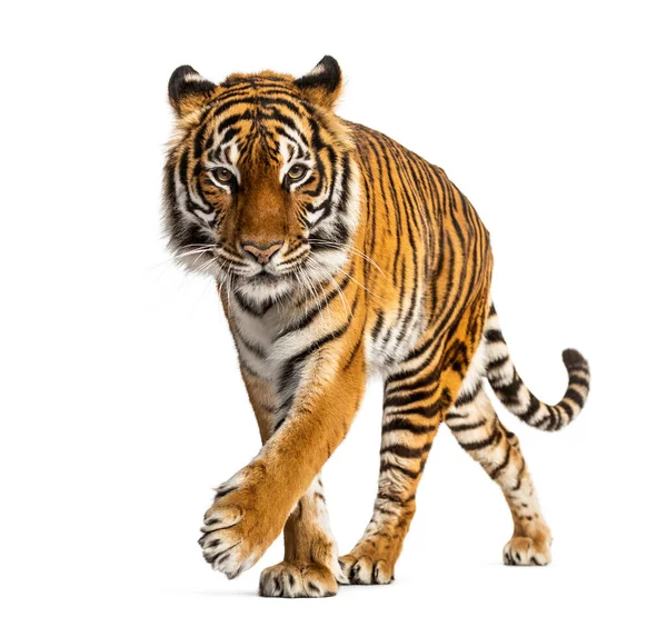 Tygr Plíží Blíží Izolovaný — Stock fotografie