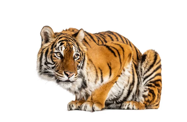 Tiger Fragend Isoliert Auf Weiß — Stockfoto