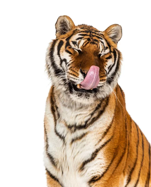 Tiger Leckt Sich Und Sieht Hungrig Aus — Stockfoto