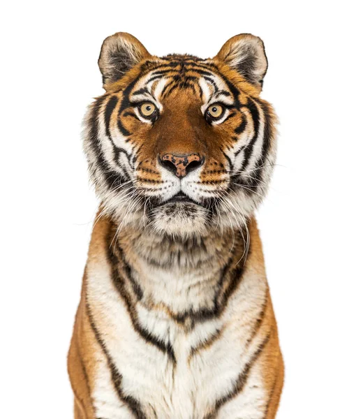 Közelíts Egy Tigris Fejére Aki Kamerát Bámulja — Stock Fotó