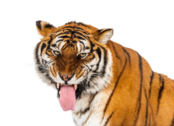 Tiger, mouth open, sniffing the air, isolated on white
