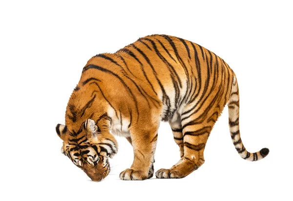 Tiger Mouth Open Sniffing Air Isolated White — Stock Photo, Image