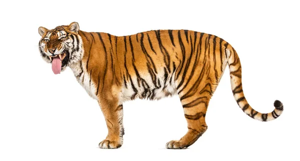 Tigre Bocca Aperta Annusa Aria Isolata Bianco — Foto Stock