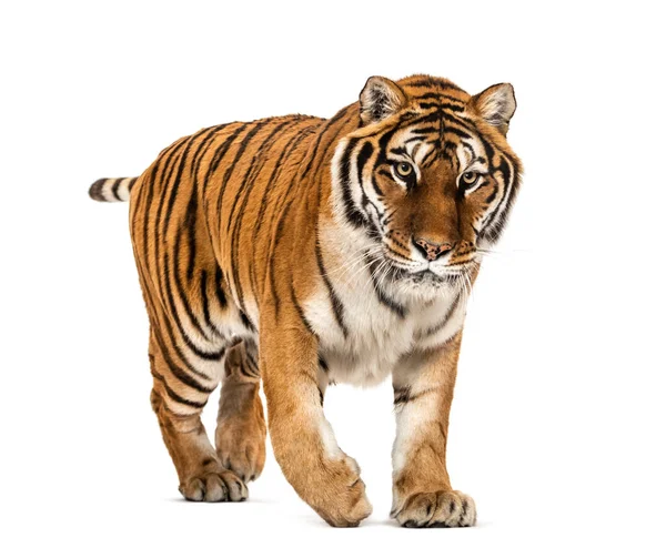 Tiger Streift Und Nähert Sich Isoliert — Stockfoto