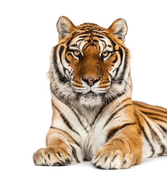 Olhando Cabeça Tigre Retrato Close Isolado Branco — Fotografia de Stock