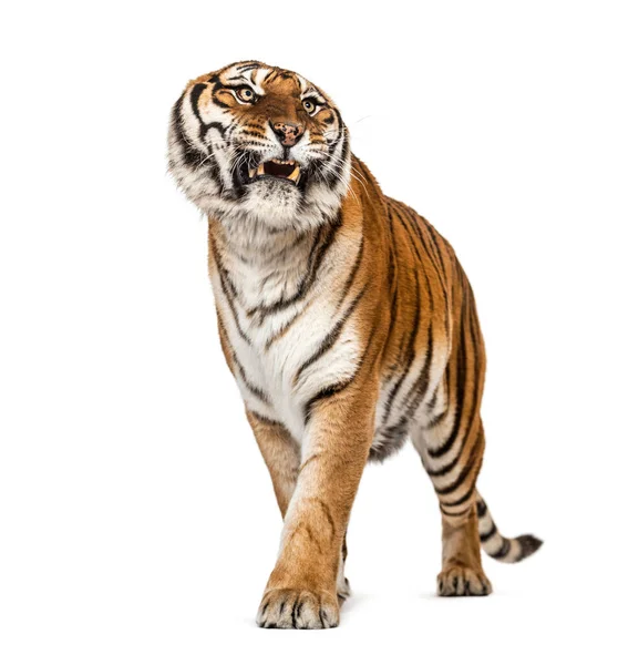 Dühös Tigris Mutatja Fogak Nézett Dühös — Stock Fotó