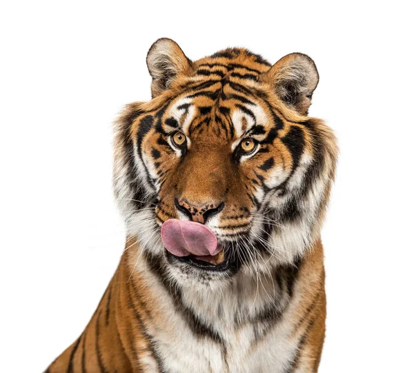 Zbliżenie Głowę Głodnego Tygrysa Liżącego Się — Zdjęcie stockowe
