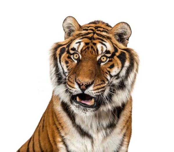 Výrazná Tygří Hlava Izolovaná Bílém — Stock fotografie