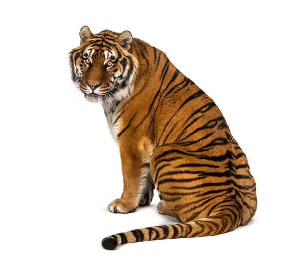 Rückenansicht Eines Tiger Sitzend Und Zurückblickend Isoliert Auf Weiß — Stockfoto