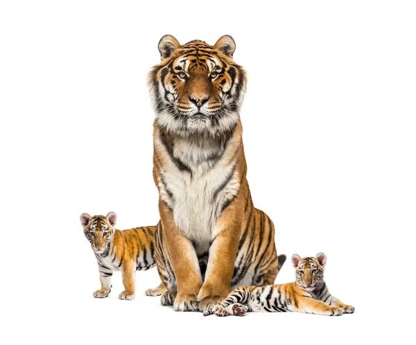 Tiger His Cubs Isolated White — Stock Photo, Image