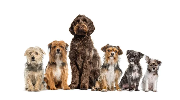 白に隔離された列に座っている交配犬のグループ — ストック写真