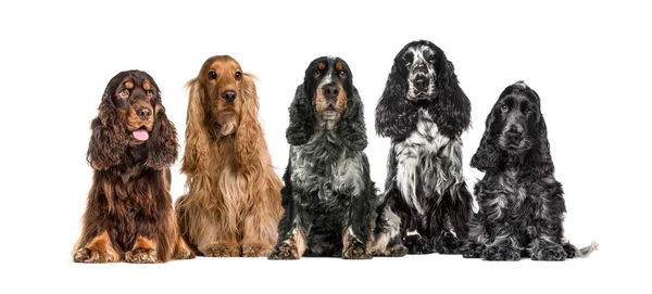 Gruppe Englischer Cocker Spaniel Einer Reihe Isoliert Auf Weiß — Stockfoto