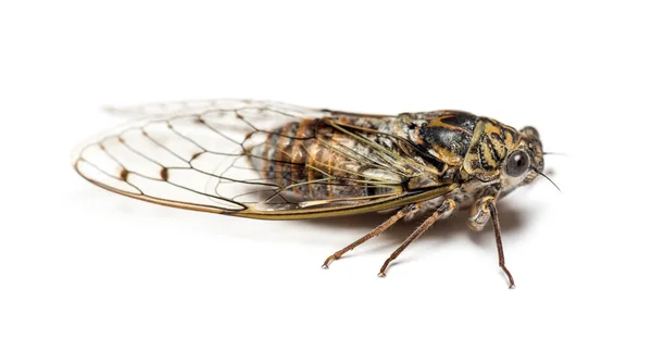 Cicada Gris Aislada Sobre Blanco — Foto de Stock