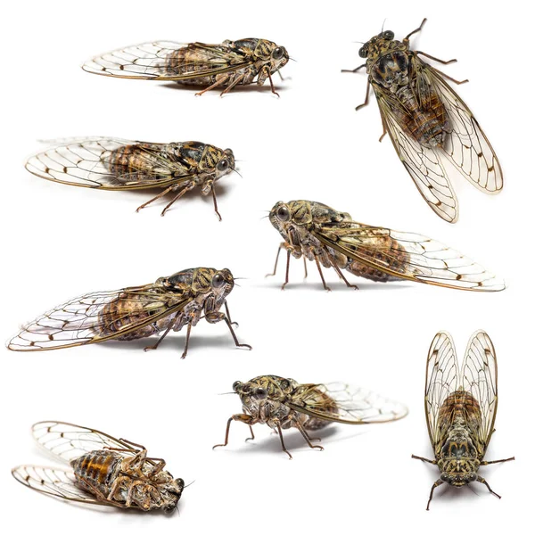 Összetétele Sok Cicada Elszigetelt Fehér — Stock Fotó