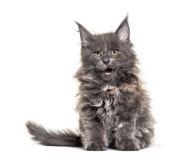 Grijze Maine Coon Kitten Zit Geïsoleerd — Stockfoto
