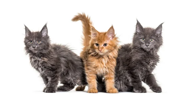 Grå Och Ingefära Maine Coon Kattunge Sittande Isolerad — Stockfoto