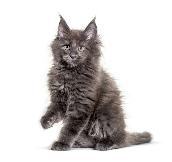 Grigio Maine Gattino Gattino Seduto Isolato — Foto Stock