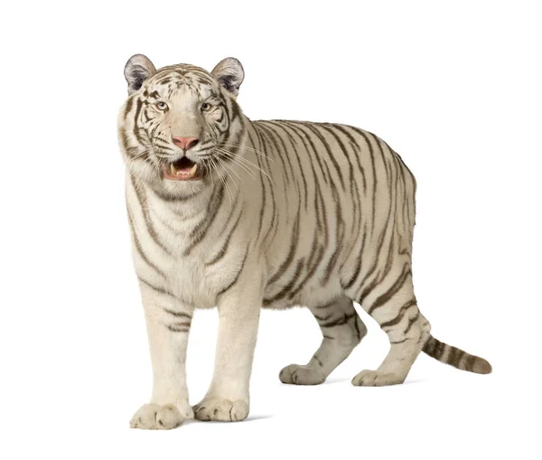 Bílý Tygr Roky Před Bílým Pozadím — Stock fotografie