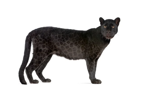 Leopardo Preto Anos Frente Fundo Branco Remasterizado — Fotografia de Stock