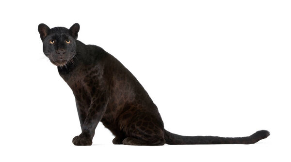 Черный леопард (6 лет) на белом фоне, ремастеризирован
