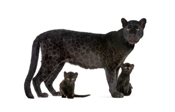 Leopardo Negro Con Sus Cachorros Aislado — Foto de Stock