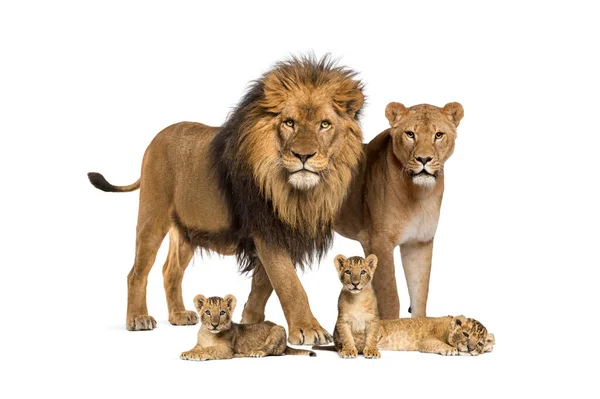 Rodina Lvů Dospělých Mláďat Izolovaných Wild Cat — Stock fotografie