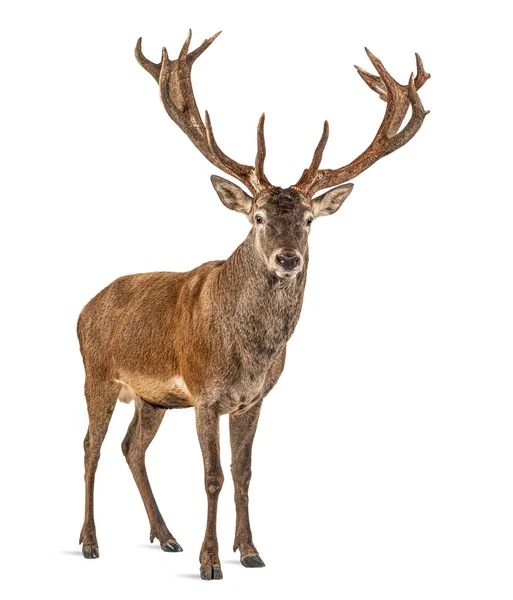 Red Deer Stag Front White Background Remasterized — Stock Photo, Image