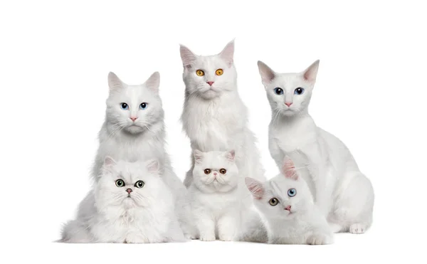 Grupo Gatos Brancos Isolados Branco — Fotografia de Stock