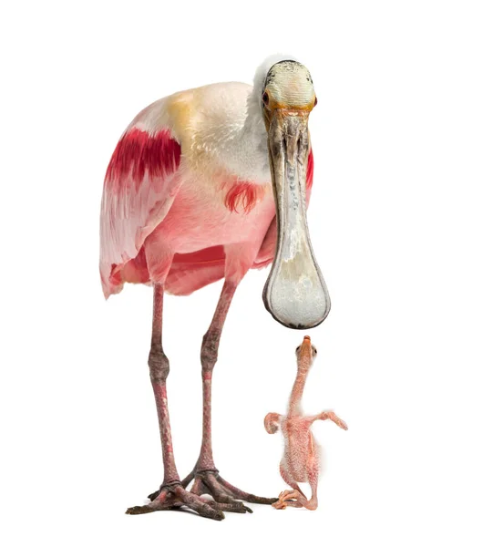 Roseate Spoonbill Κοιτάζοντας Κάτω Στο Νεοσσό Της Απομονωμένη Στα Λευκά — Φωτογραφία Αρχείου