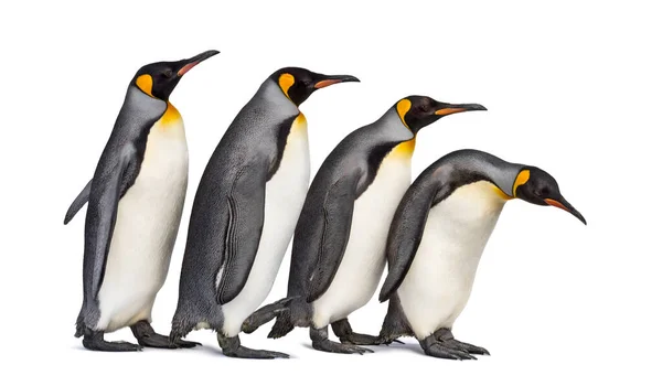 Colony King Penguins Together Isolated White — Stock Photo, Image