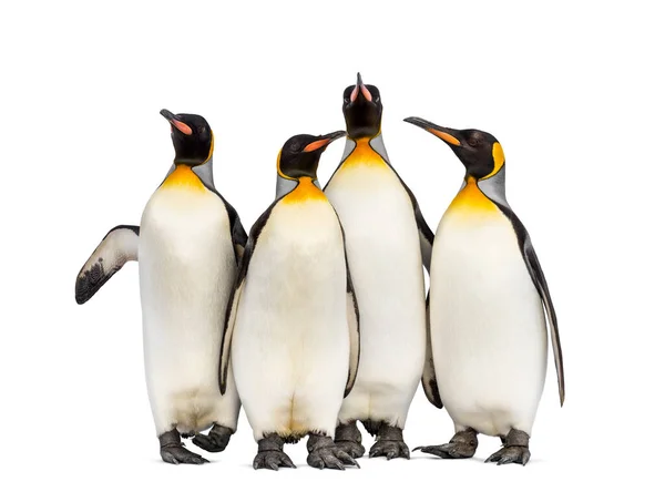 Colony King Penguins Together Isolated White — Stock Photo, Image
