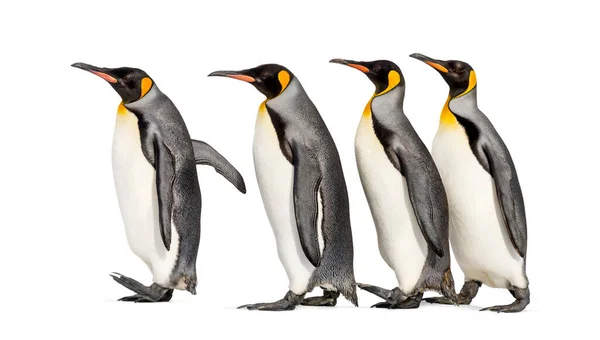 Colony King Penguins Together Isolated White — Stock Photo, Image